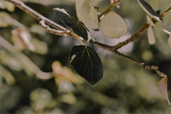 養(yǎng)老保險(xiǎn)的計(jì)算方式怎么計(jì)算？能取出來嗎？