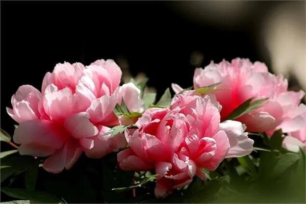 養(yǎng)老年金險(xiǎn)哪個(gè)好？購買時(shí)要注意什么？