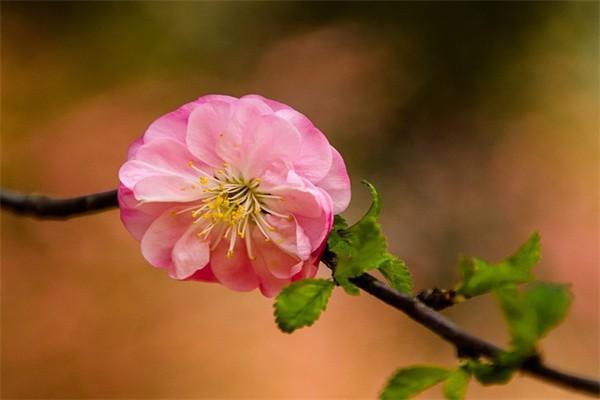 如何查詢養(yǎng)老保險(xiǎn)交了幾年？辦理養(yǎng)老保險(xiǎn)需要什么材料？