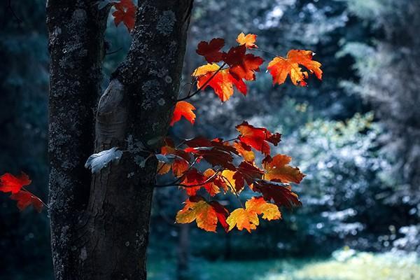 養(yǎng)老保險(xiǎn)一個(gè)月交1000退休拿多少？幾歲退休可以拿？