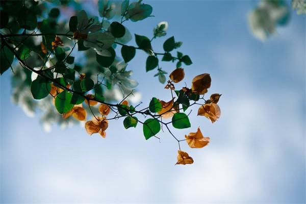 企業(yè)職工基本養(yǎng)老保險和靈活就業(yè)養(yǎng)老保險一樣嗎？年限可累積嗎？