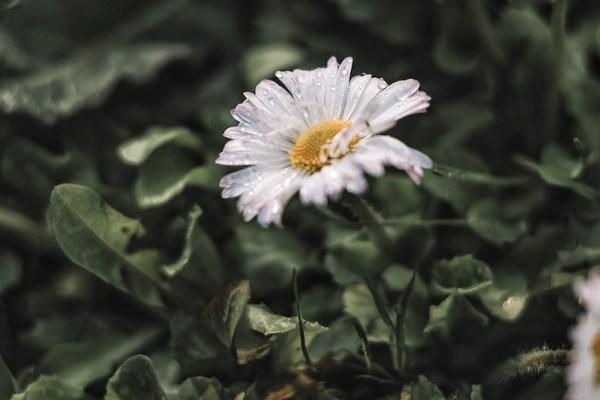 社保個人交好還是公司代繳好？一個月要交多少錢？