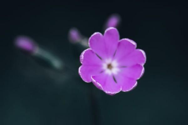 平安保險(xiǎn)公司可靠嗎？排名如何？