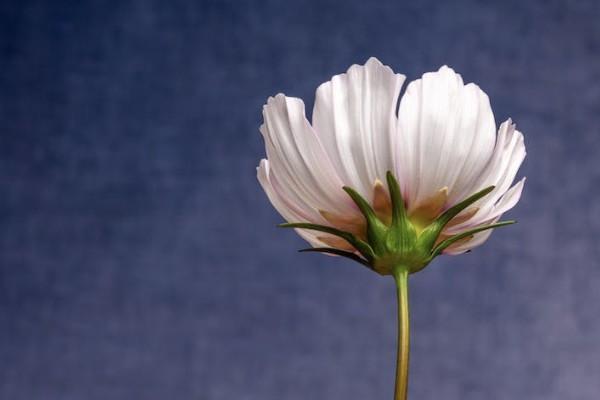 年金險的優(yōu)點和缺點是什么？適合哪些人購買？