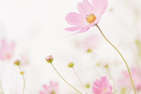 600萬醫(yī)療保險(xiǎn)一年交多少錢？怎么購買？