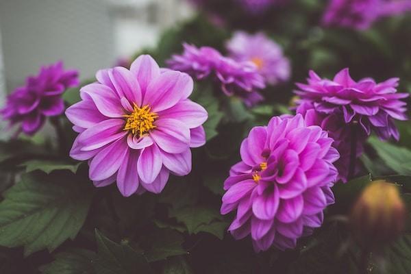 分紅保險(xiǎn)到期了可以拿回本金嗎？分紅型保險(xiǎn)值得買嗎？
