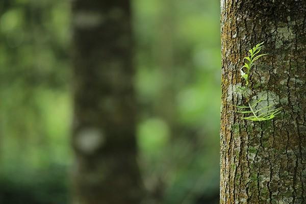 增額終身壽和年金險哪個比較好？在哪里可以買到？