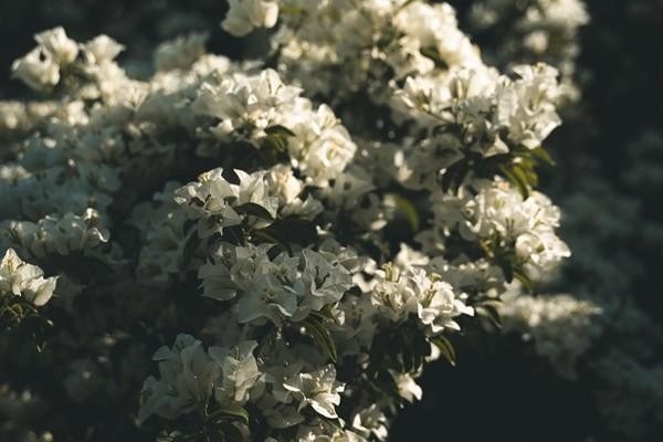 疾病險買哪個保險好？投保要注意什么？