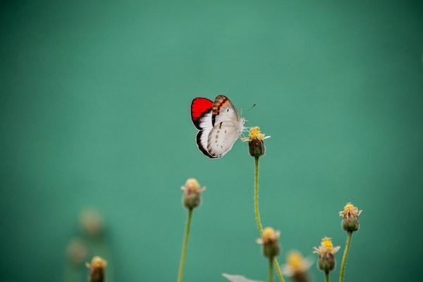 萬能型和分紅型保險區(qū)別