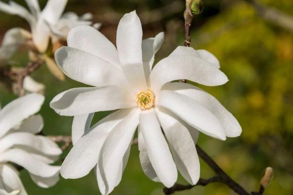 平安鑫利分紅型保險怎么樣？怎么購買？