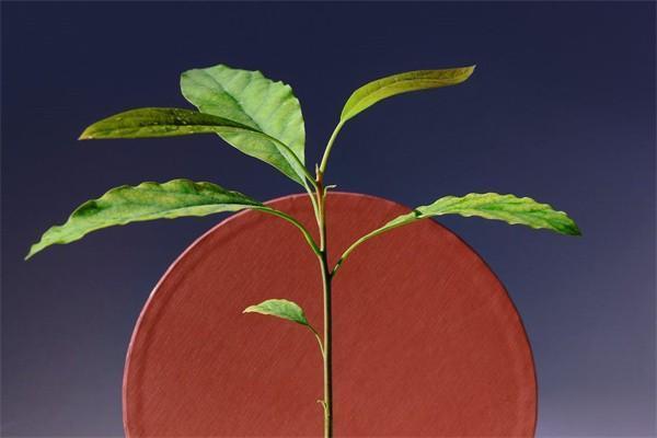 終身年金保險是什么意思？有什么好處？