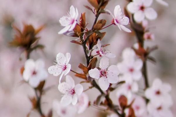 郵政前海人壽保險(xiǎn)分紅型可靠嗎？有必要買(mǎi)嗎？