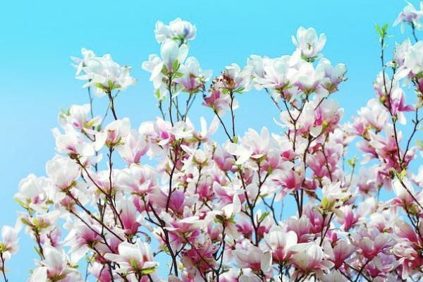 華夏保險(xiǎn)的年金險(xiǎn)值得買嗎？購買時(shí)要注意什么？