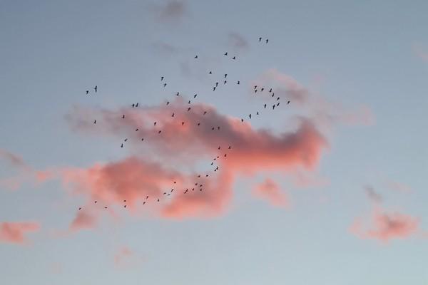 建信人壽分紅險(xiǎn)可靠嗎？怎么購買？
