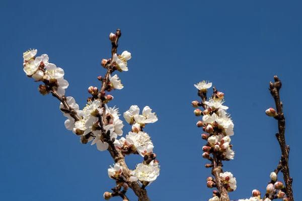 平安保險公司的e生保怎么樣？投保條件有哪些？