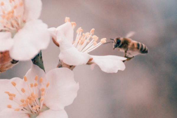 百萬醫(yī)療險和重疾險的區(qū)別是什么？都要買嗎？