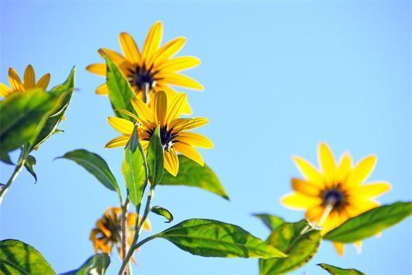 太平洋藍(lán)醫(yī)保百萬醫(yī)療在哪里買？有哪些特點(diǎn)？