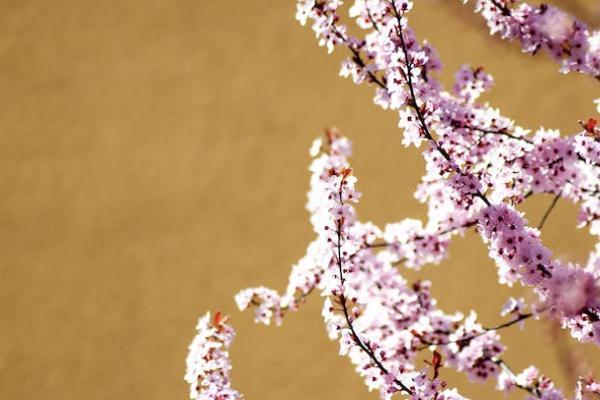 個人養(yǎng)老金賬戶要交多少年？要怎樣查詢？