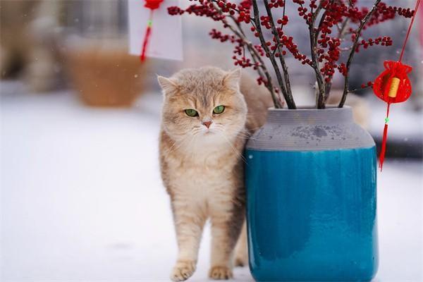 學(xué)生可以交社保嗎？交了社保有什么影響？
