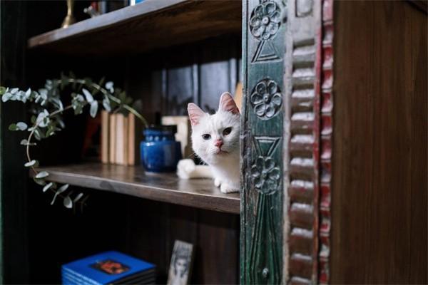 鑫盛保險交滿20年能拿回本金嗎？還得繼續(xù)交嗎？