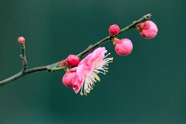 重疾險保額50萬一年交多少錢？選擇什么產(chǎn)品好？