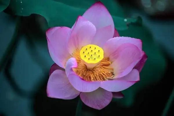 保險(xiǎn)公司的理財(cái)險(xiǎn)安全嗎？值不值得購(gòu)買(mǎi)？
