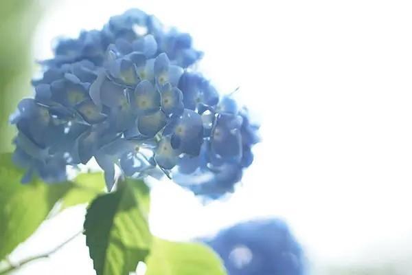 支付寶上的好醫(yī)保長期醫(yī)療怎么樣？優(yōu)缺點(diǎn)有哪些？