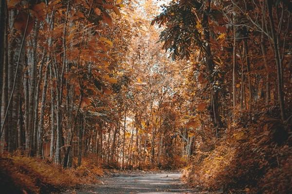 平安年金分紅是真的嗎？分紅是多少？