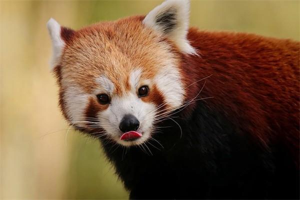 尊贏人生年金保險(xiǎn)(分紅型)產(chǎn)品怎么樣？值得購(gòu)買嗎？