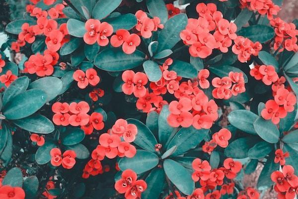 增額終身壽是不是個(gè)坑？增額終身壽險(xiǎn)的好處有哪些？