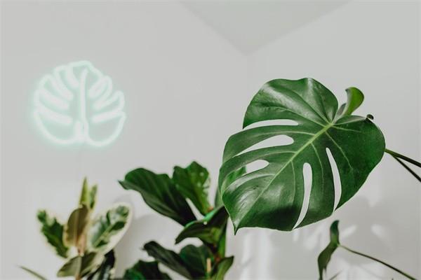 合作醫(yī)療怎么交費(fèi)微信能交嗎？一年多少錢？