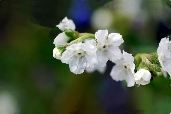 藍(lán)醫(yī)保百萬(wàn)醫(yī)療險(xiǎn)怎么購(gòu)買？值得購(gòu)買嗎？