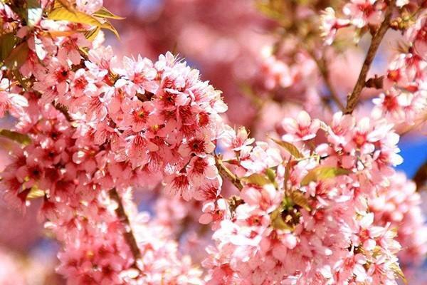 天安人壽傳家保終身壽險是什么產(chǎn)品？收益高嗎？