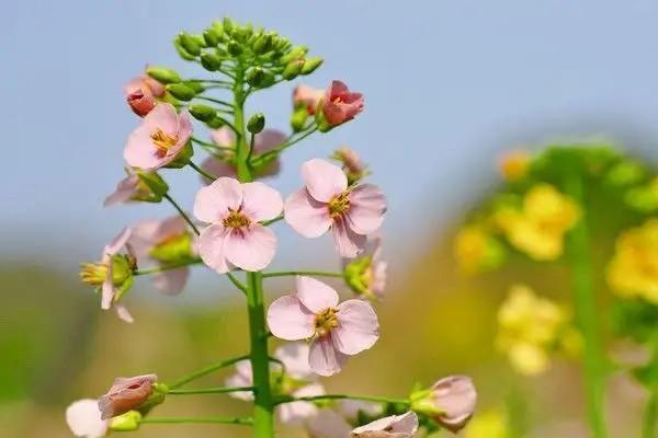 養(yǎng)老金賬戶是什么？余額怎么查詢？