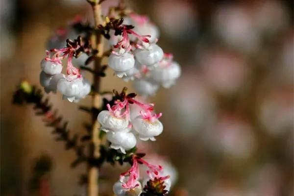 臻鑫倍致終身壽險(xiǎn)怎么樣？優(yōu)缺點(diǎn)有哪些？