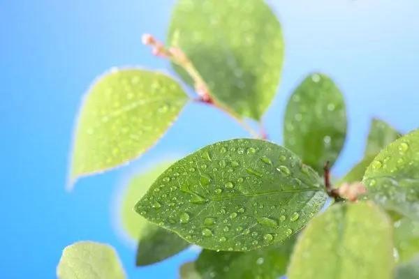 當(dāng)月離職公司還給交社保嗎