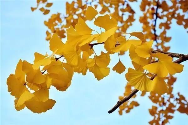 華安保險(xiǎn)公司排名第幾？值得購買嗎？