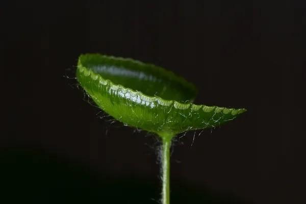 重疾和百萬醫(yī)療的區(qū)別有哪些？買哪個好？
