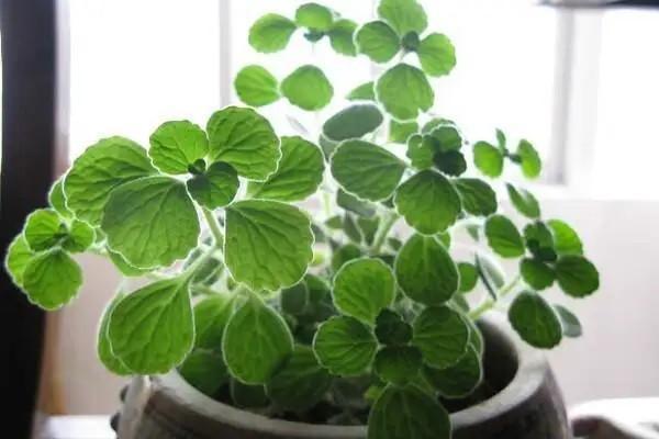 中國人壽百萬醫(yī)療險一年多少錢？如e康悅百萬醫(yī)療c款怎樣？