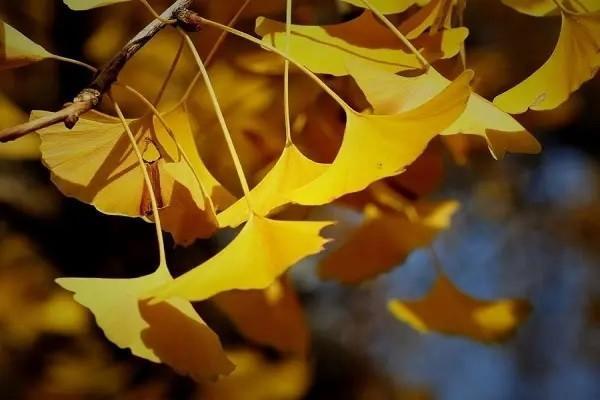 社保養(yǎng)老賬戶余額是什么意思？怎么計(jì)算養(yǎng)老金？
