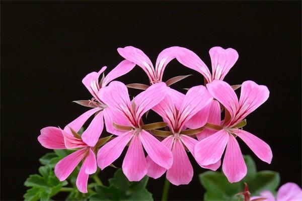 生育津貼交多長(zhǎng)時(shí)間才能享受待遇？一般可以領(lǐng)多少錢(qián)？