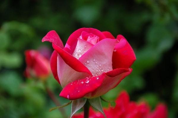 如何計算退休養(yǎng)老金？退休養(yǎng)老金領(lǐng)取有年限嗎？