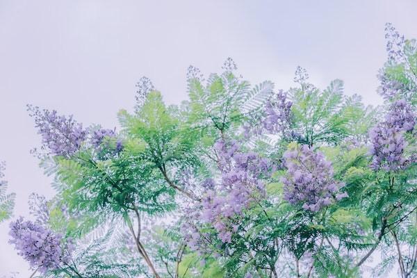 農(nóng)村醫(yī)保異地就醫(yī)報(bào)銷比例是多少？報(bào)銷要哪些資料？