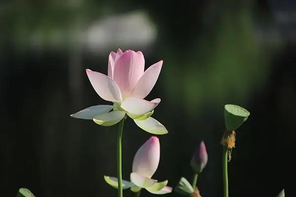 金佑人生終身壽險(xiǎn)2017分紅型保障如何？值得購買嗎？