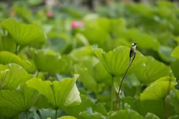 醫(yī)保統(tǒng)籌賬戶怎么用？和個人賬戶的區(qū)別有哪些？