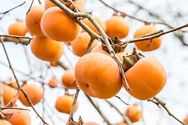 生育津貼和工資可以都發(fā)嗎？生育津貼怎么算？