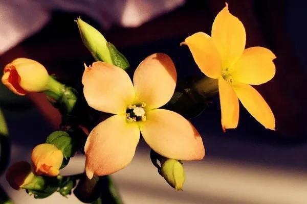 2014金佑人生分紅型a版怎么樣？分紅有多少？