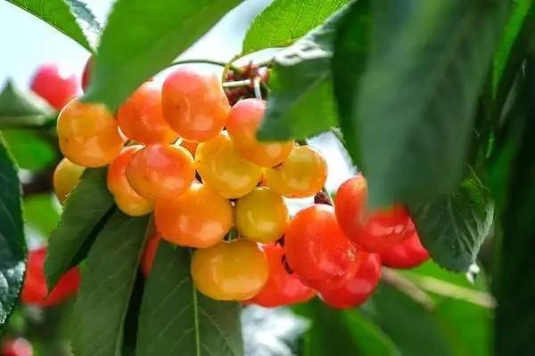 養(yǎng)老保險怎么算退休工資？需要交多久？