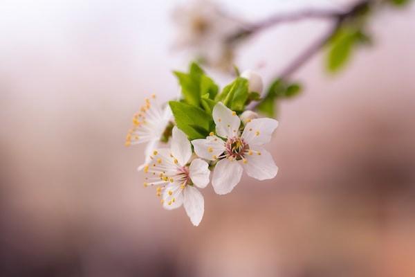 萬(wàn)年禧增額終身壽險(xiǎn)怎么買？利率多少？