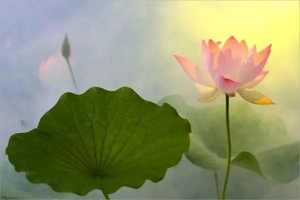 農(nóng)村醫(yī)療保險(xiǎn)報(bào)銷比例是多少？異地可以報(bào)銷嗎？